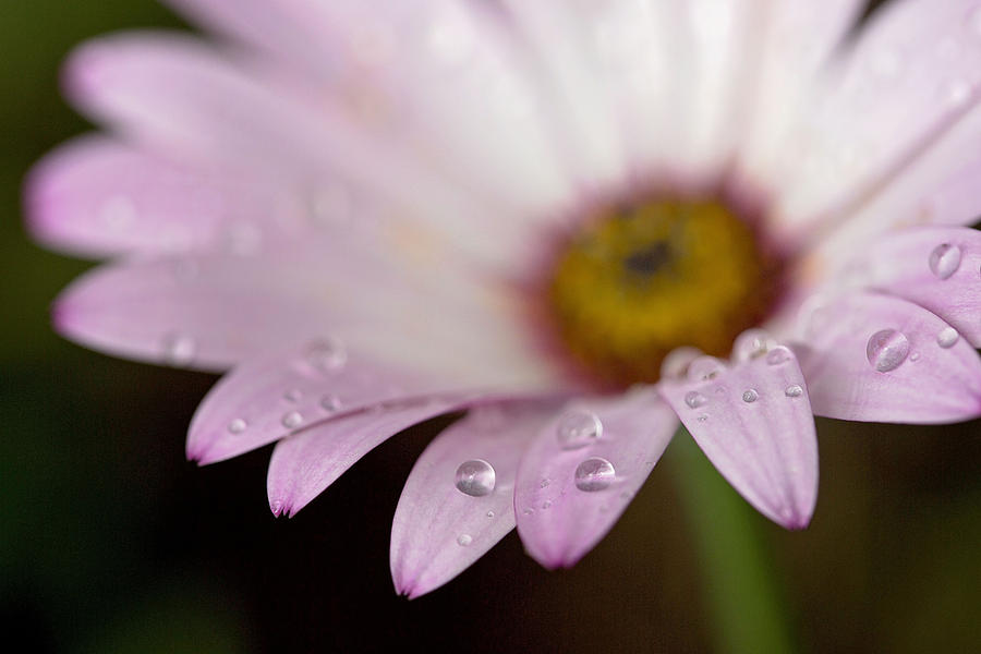 Daisy Photograph - Droplets by Rebecca Cozart