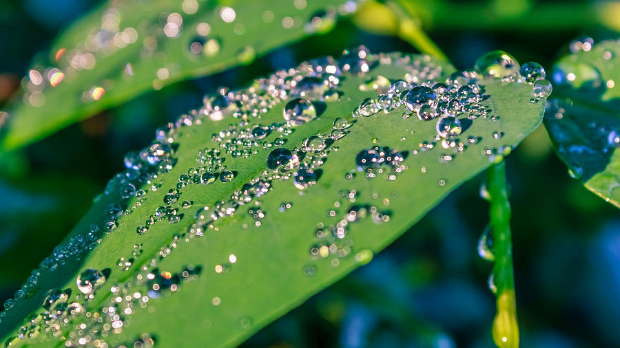 Droplets Photograph by Rob Sellers