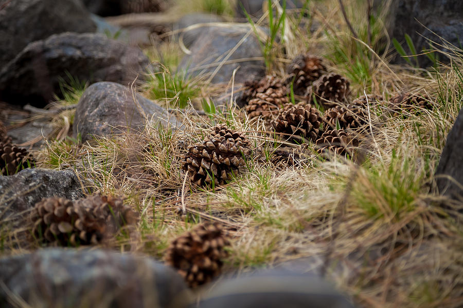 Dropped Pine Photograph by Ryan Heffron