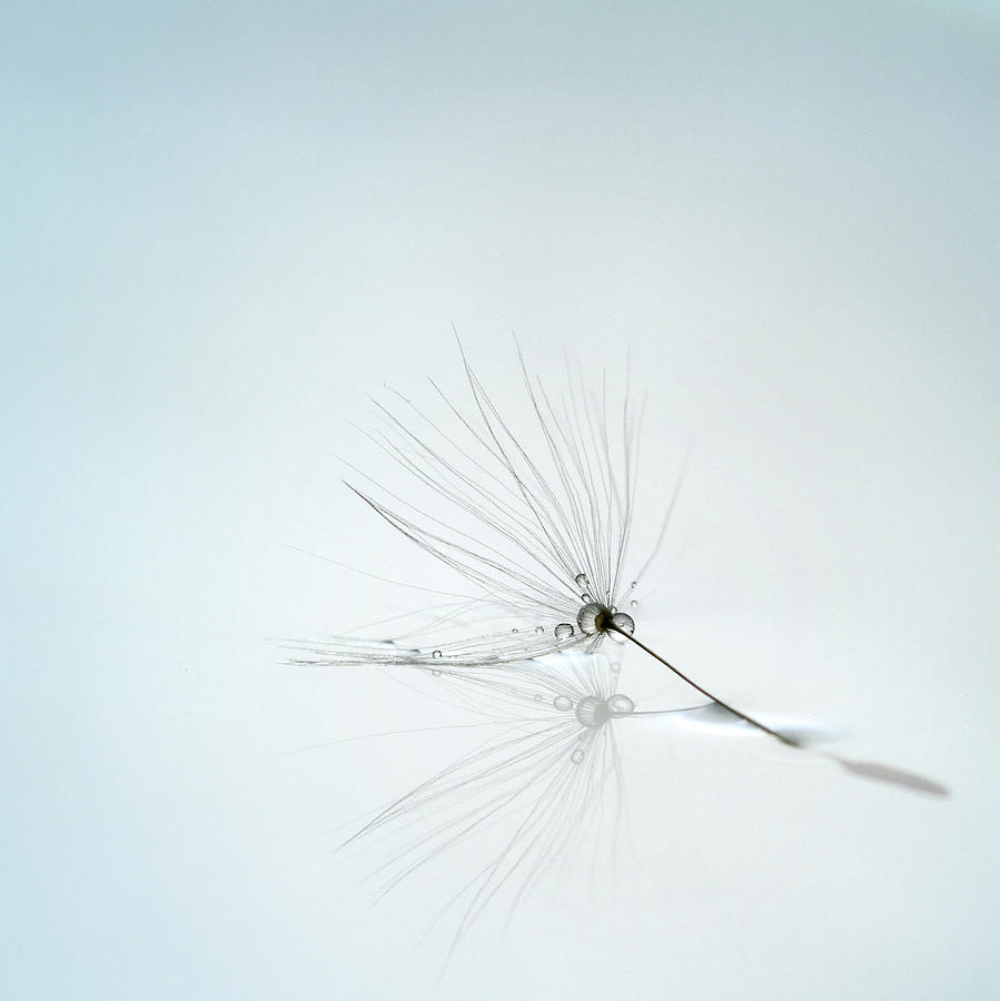 Feather Still Life Photograph - Drops And Stem by Mathieu Irthum