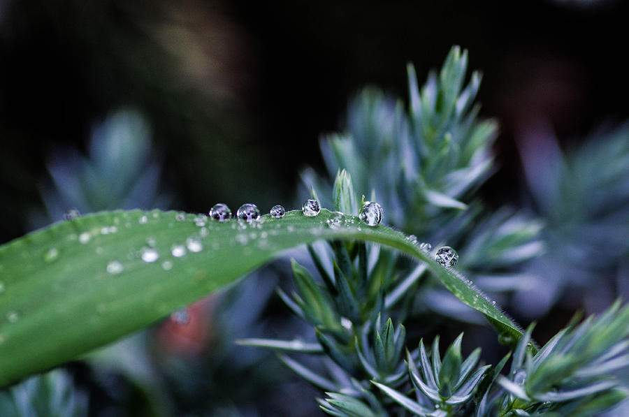 Drops Photograph by Gerald Kloss