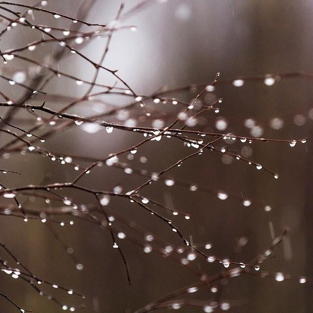 Tree Photograph - Drops by Aldona Pivoriene