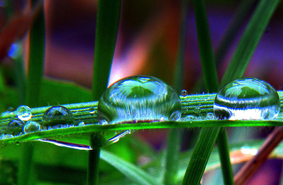 Drops In Color Photograph by Suzy Piatt