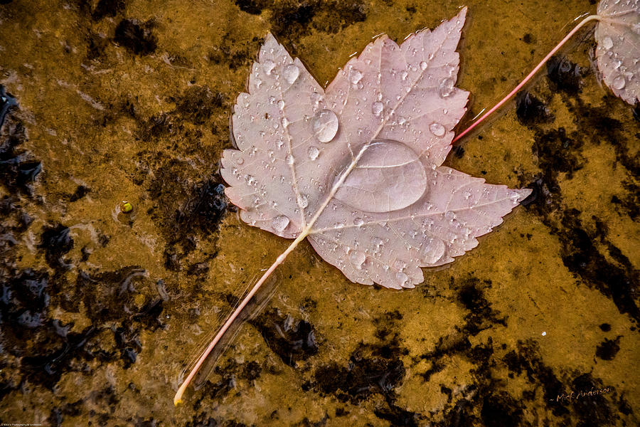 Drops of Autumn Photograph by Mick Anderson
