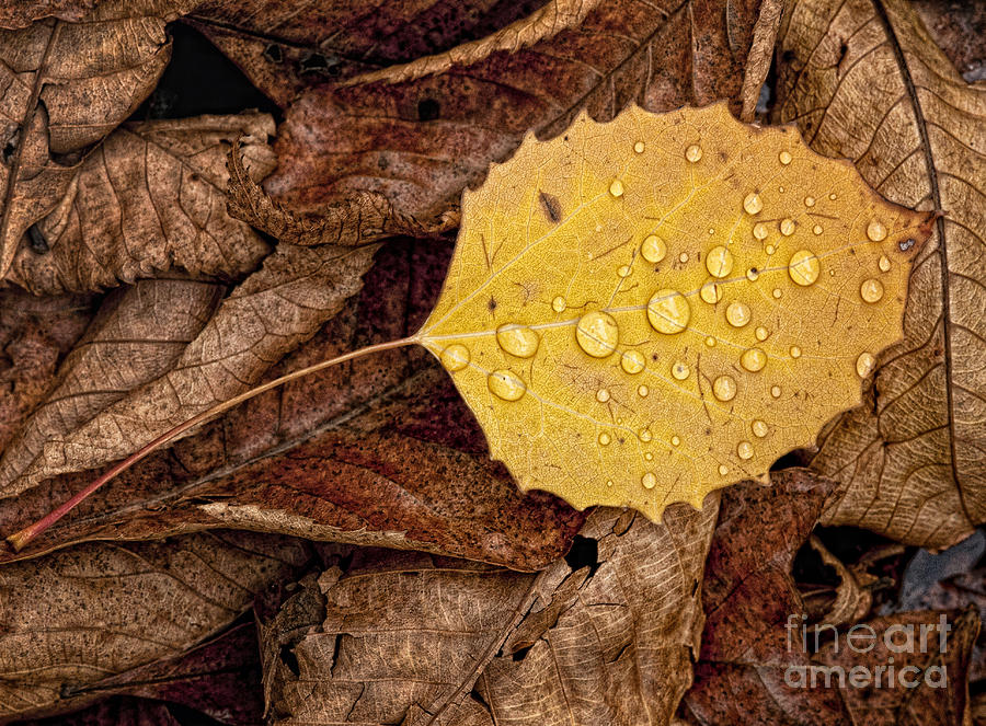 Fall Photograph - Drops of Dew by Claudia Kuhn