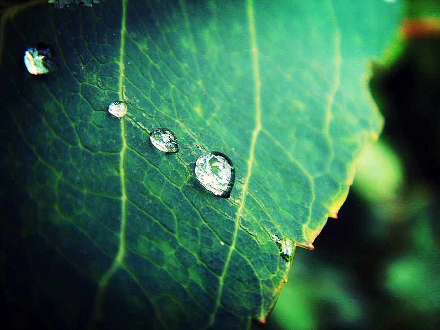Drops of Joy Photograph by Zinvolle Art