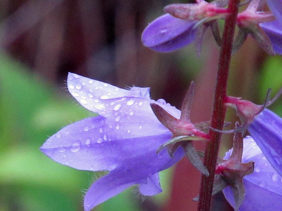 Drops of Lavender Photograph by Loretta Pokorny