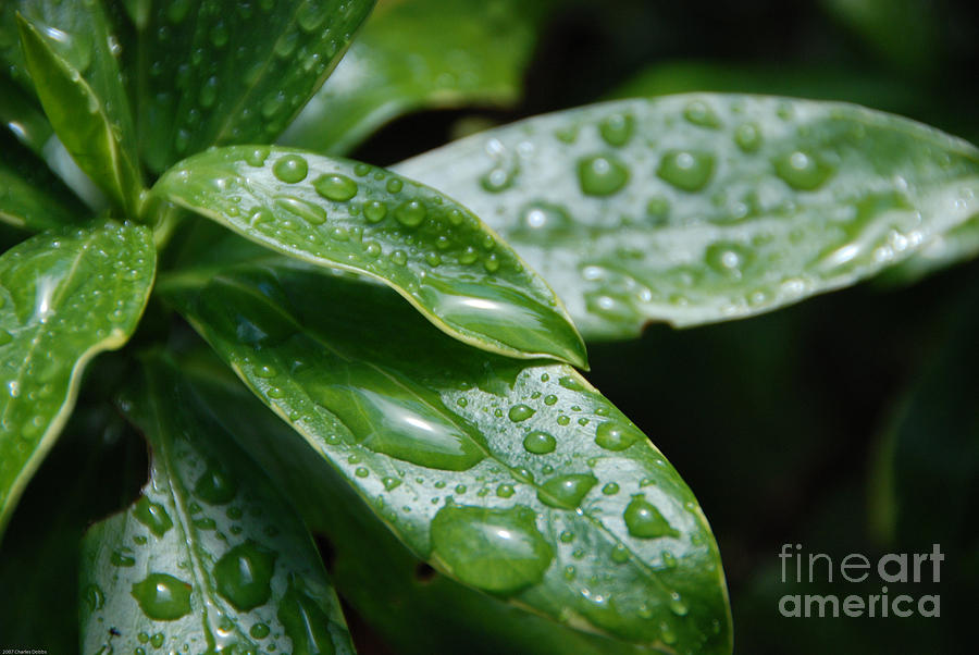Drops of Life Photograph by Charles Dobbs
