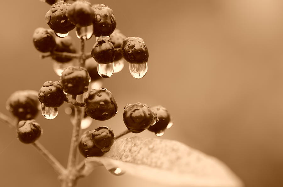 Drops of Life Photograph by Miguel Winterpacht
