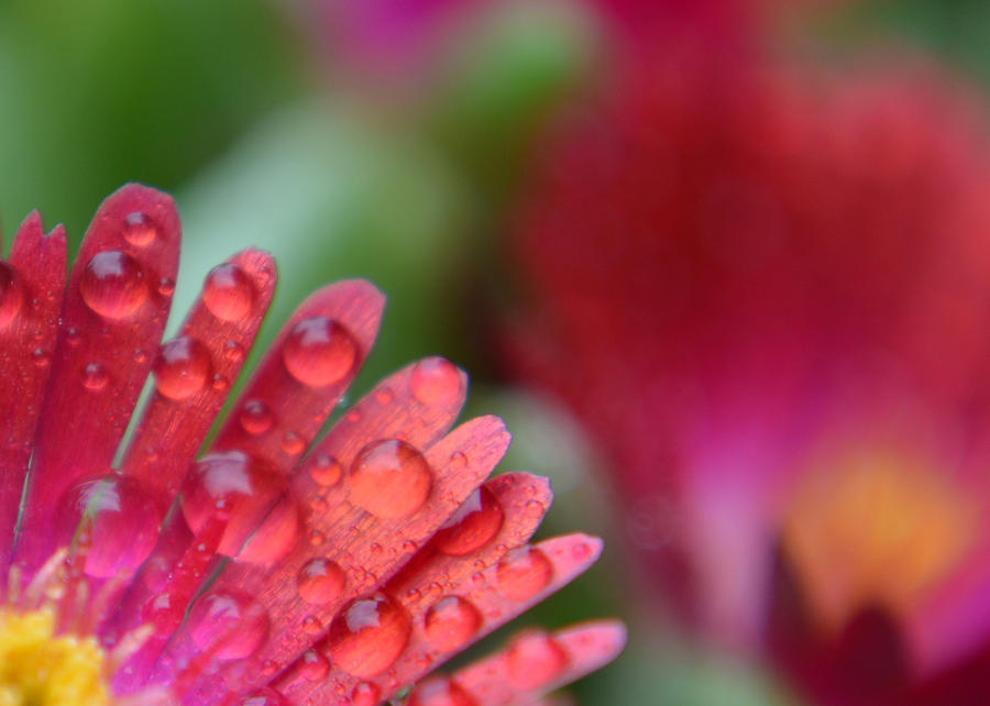 Drops of Rain in Red and Pink Photograph by Forest Floor Photography