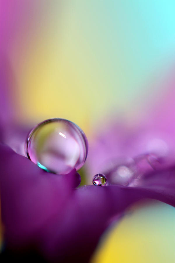 Abstract Photograph - Drops of Spring Colour by Sharon Johnstone