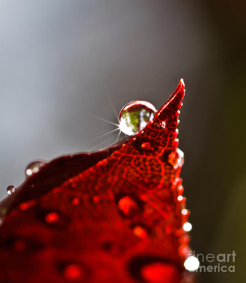 Drops Of Sunlight Photograph by Mitch Shindelbower