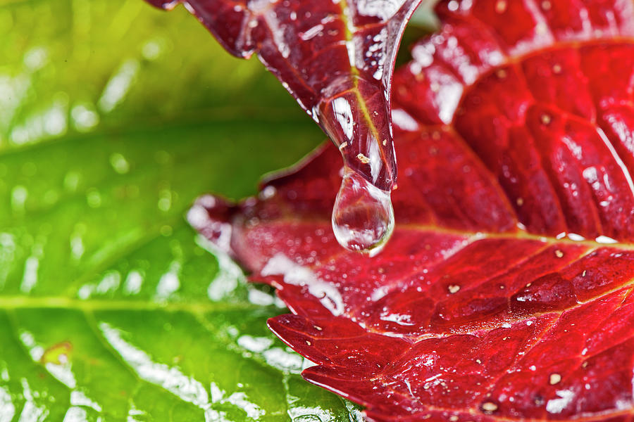 Drops On Colorful Foliage In Autumn Photograph by Georg Hanf Drops On Colorful Foliage In Autumn Photograph by Georg Hanf