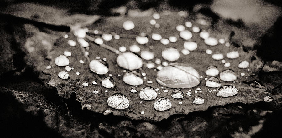 Drops on fallen leaf Photograph by Arkady Kunysz