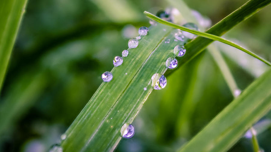 Drops On Grass Photograph by Rob Sellers