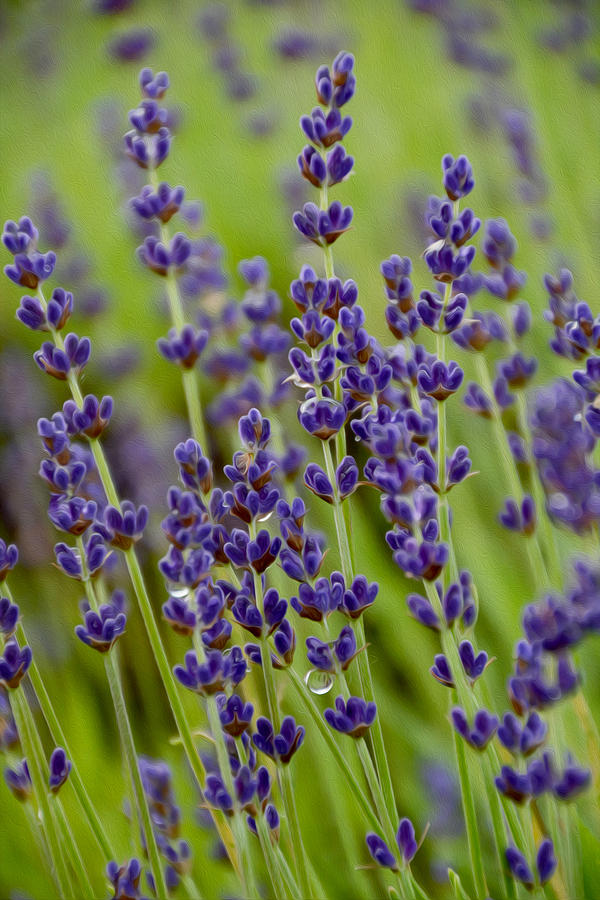 Drops on Lavender Photograph by Tracy Winter