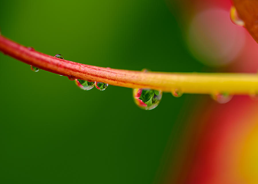 Drops on Lilium Style Photograph by Robert Mitchell
