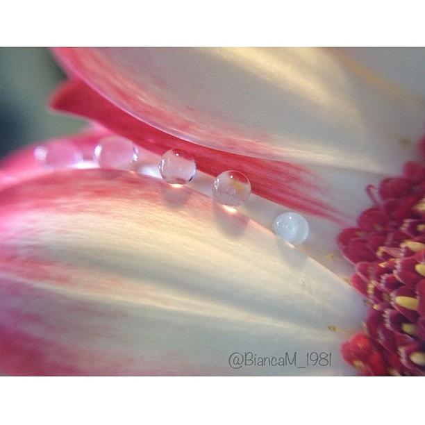 💦drops On Petals Photograph by Bianca M