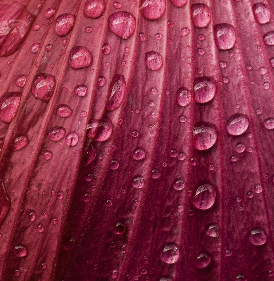 Drops on Red Photograph by Jean-Pierre Ducondi