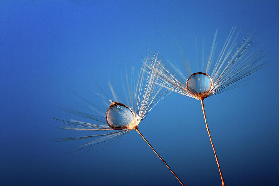 Drops On Seeds Photograph by Chris Van Dolleweerd Drops On Seeds Photograph by Chris Van Dolleweerd