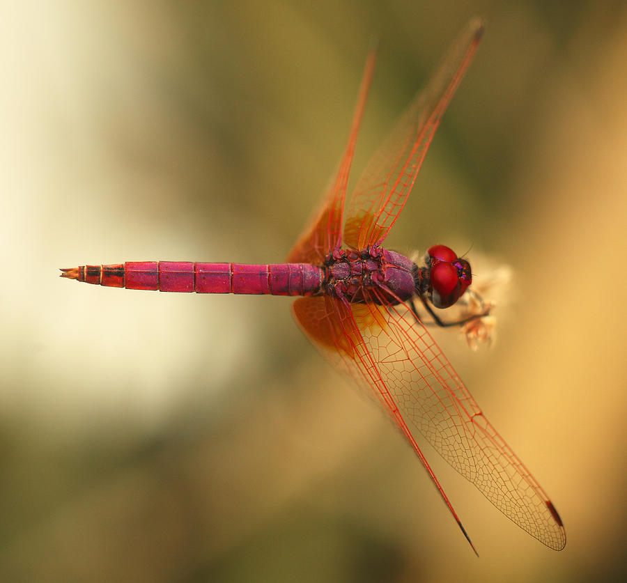 Dropwing dragonfly Photograph by Paul Cowan
