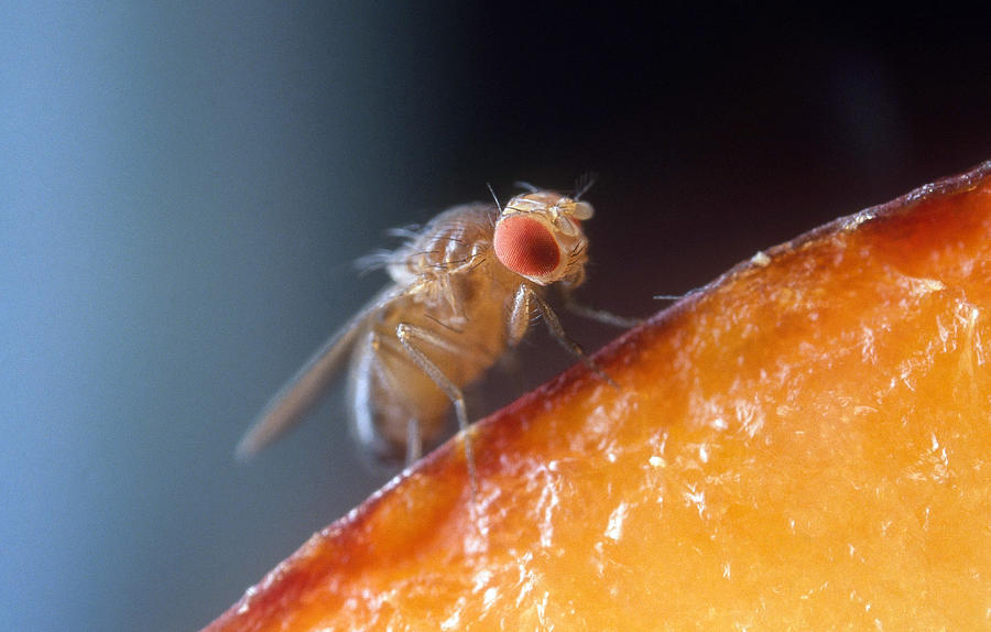 Drosophila On Fruit Photograph by Robert Noonan