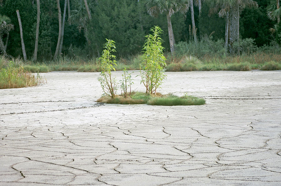 Drought In Florida Photograph by Eunice Harris