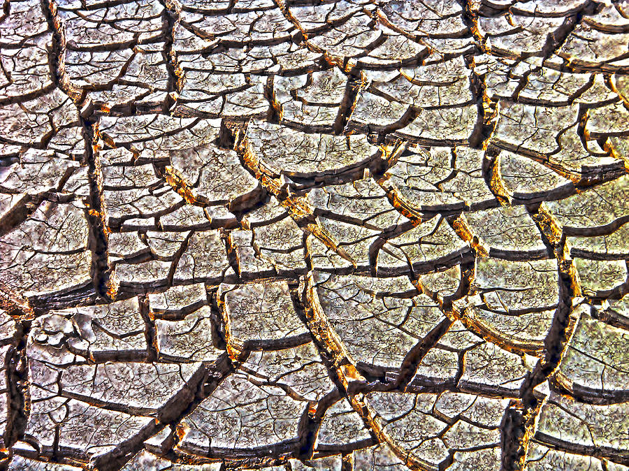 Drought Photograph by Judy Hall-Folde