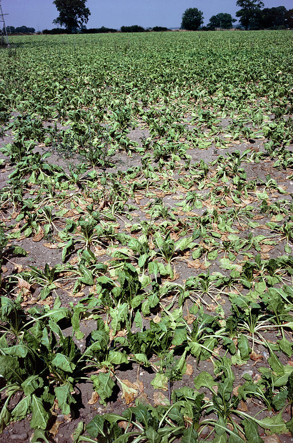Sugar Beet Photograph - Drought Stricken Sugar Beet by Dr Jeremy Burgess/science Photo Library
