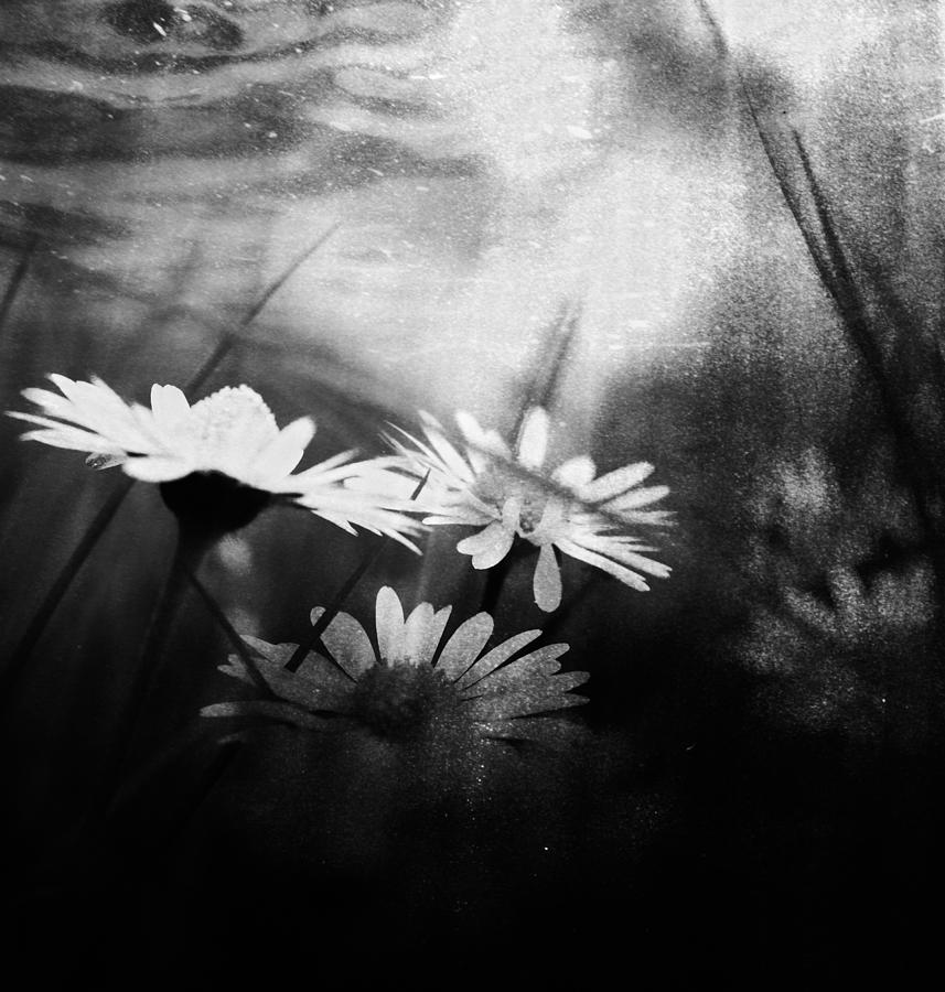 Drowning petals  Photograph by J C
