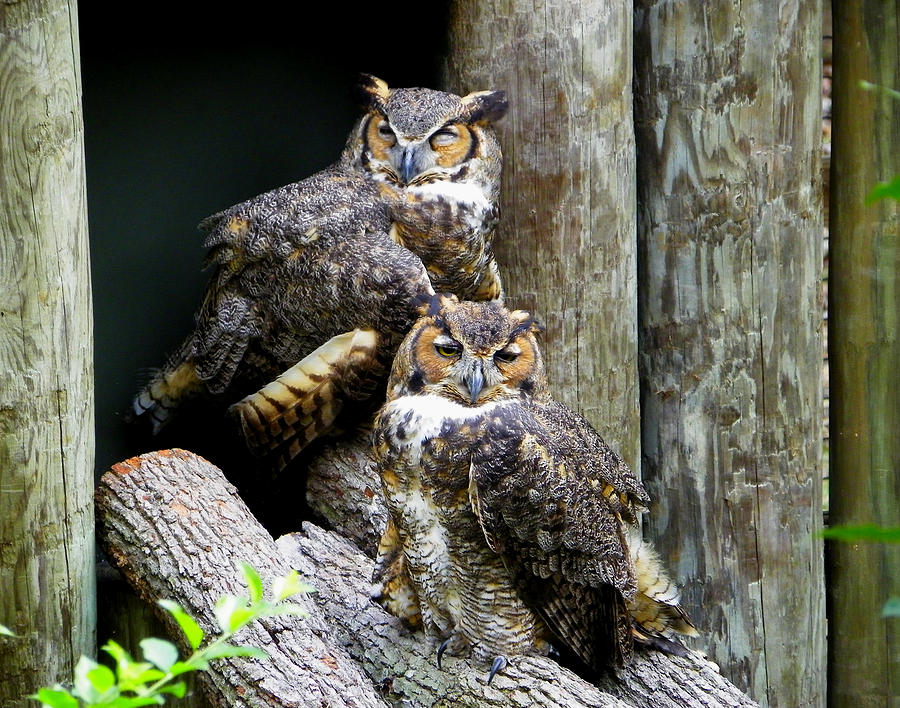 Drowsy Owls Photograph by Judy Wanamaker