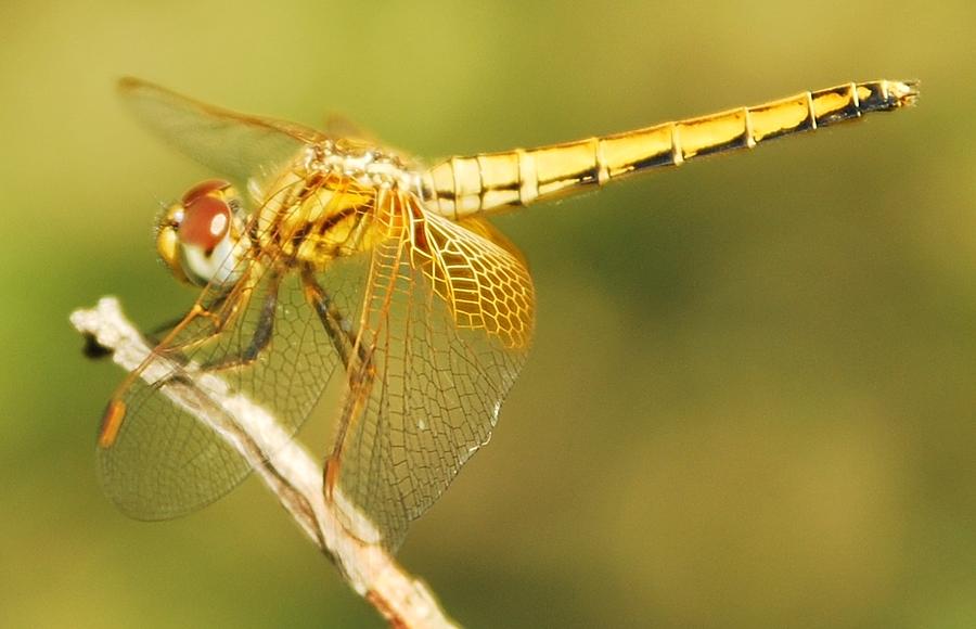 Drragonfly Photograph by Ann Cabras | Fine Art America