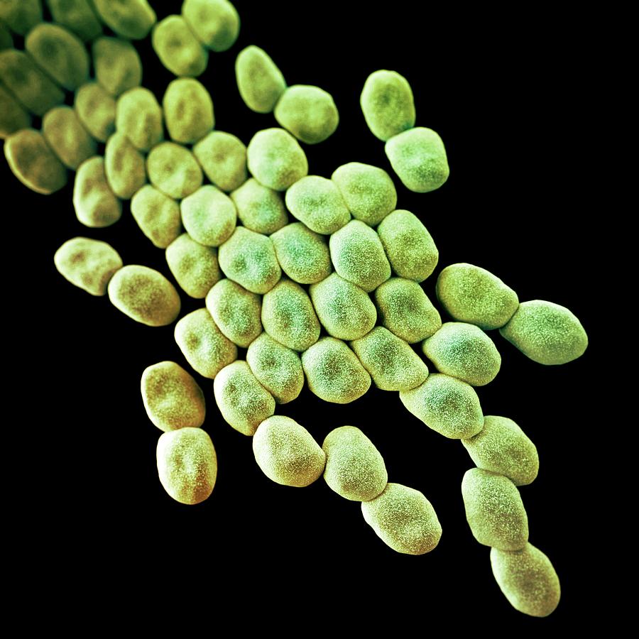 Drug-resistant Acinetobacter Bacteria Photograph by Cdc/ Melissa Brower