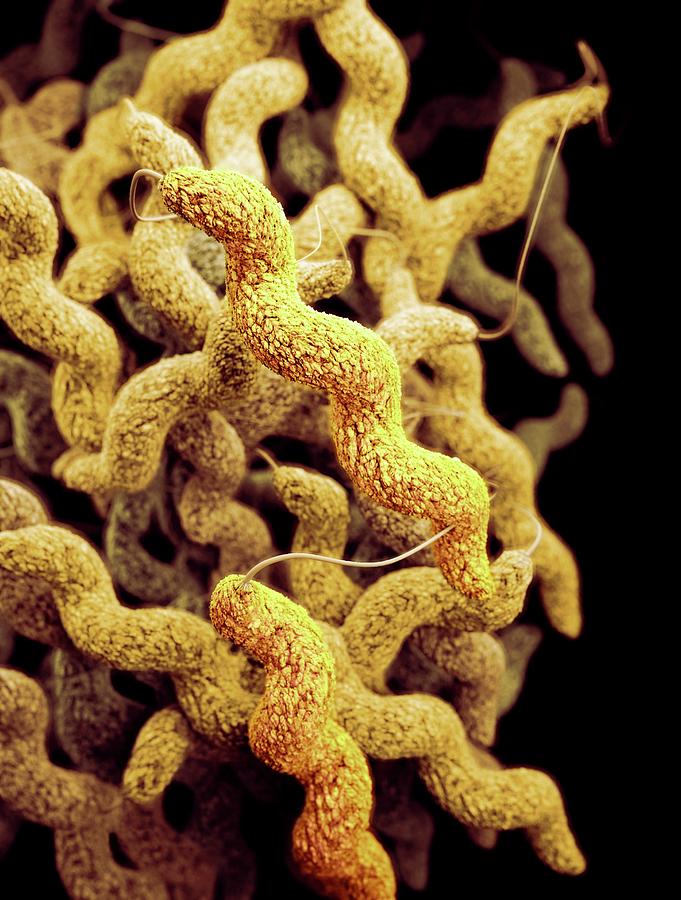 Drug-resistant Campylobacter Bacteria Photograph by Cdc/ Melissa Brower