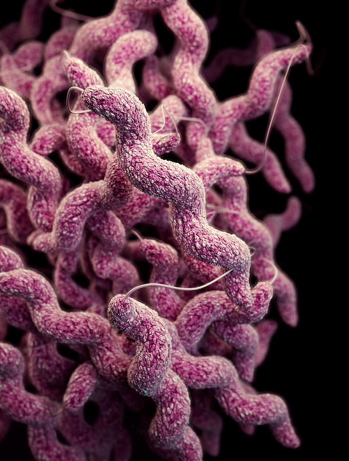 Drug-resistant Campylobacter Photograph by Science Source