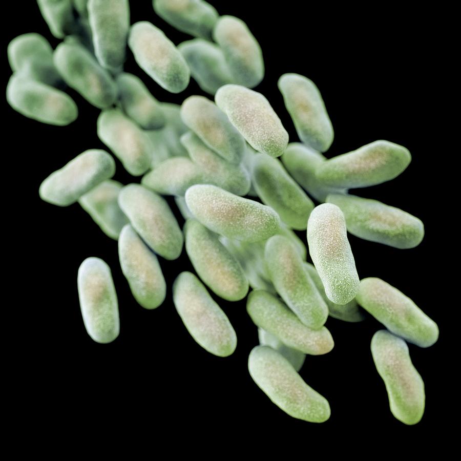 Nature Photograph - Drug-resistant Enterobacteria Bacteria by Cdc/ Melissa Brower