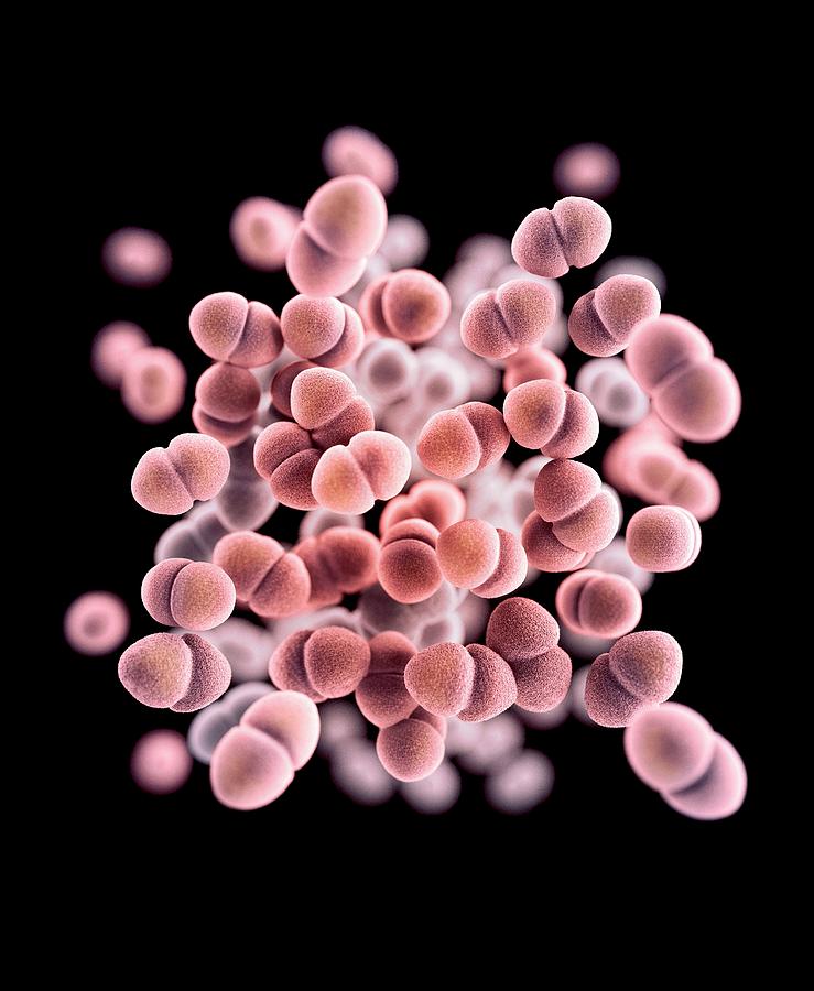 Drug-resistant Enterococcus Bacteria Photograph by Cdc/ Melissa Brower