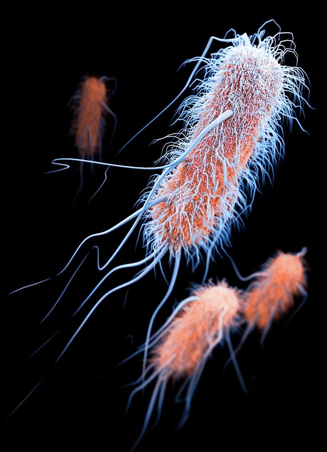 Drug-resistant Esbl Bacteria Photograph by Cdc/ Melissa Brower