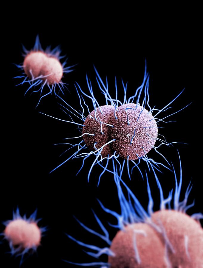 Drug-resistant Gonorrhoea Bacteria Photograph by Cdc/ Melissa Brower