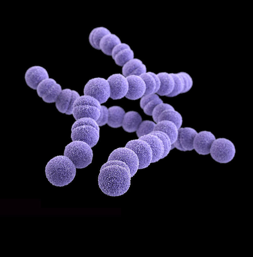 Drug-resistant Group A Streptococcus Photograph by Science Source