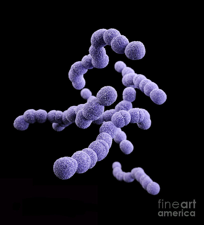 Drug-resistant Group B Streptococcus Photograph by Science Source