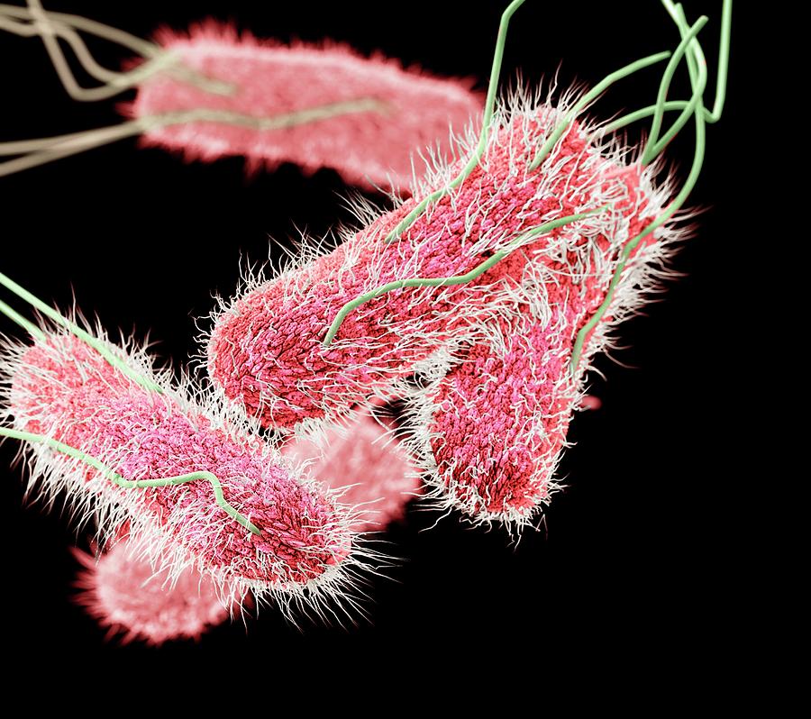 Drug-resistant Salmonella Bacteria Photograph by Cdc/ Melissa Brower