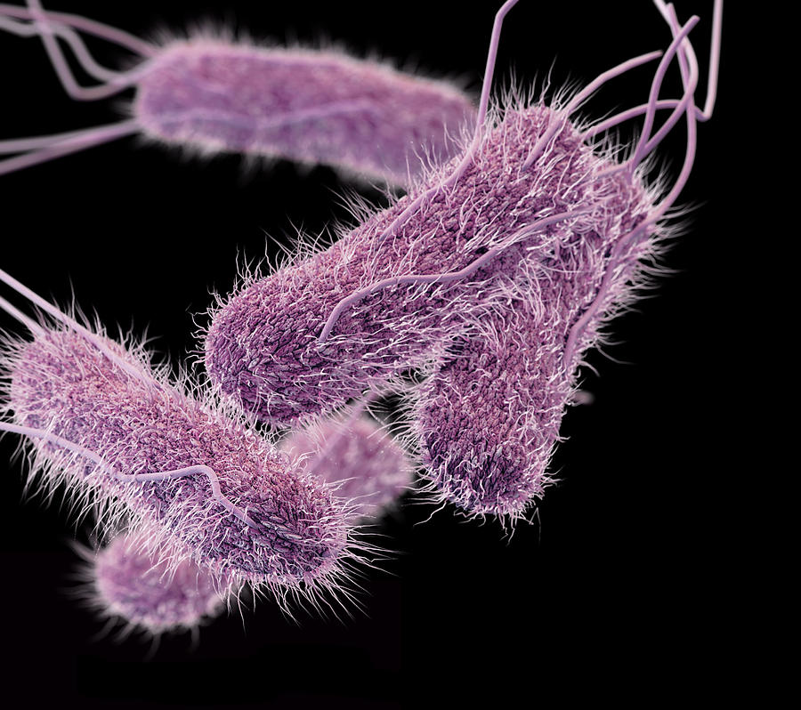 Drug-resistant Salmonella Serotype Typhi Photograph by Science Source