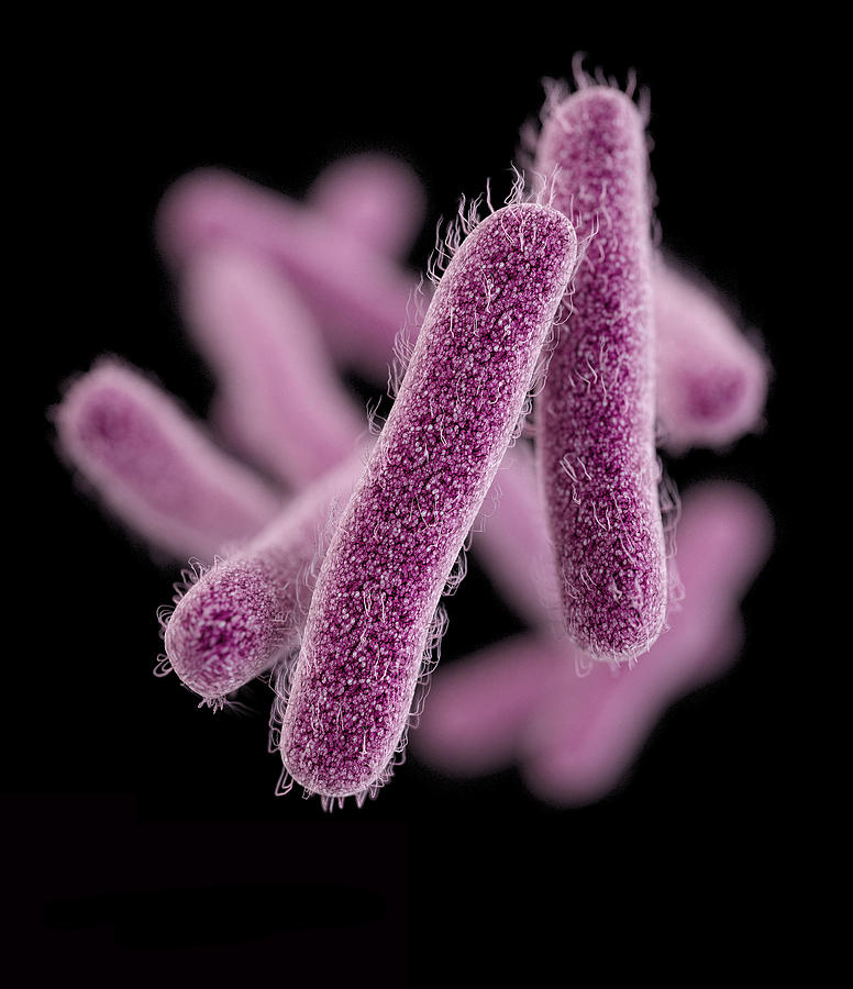 Drug-resistant Shigella Photograph by Science Source