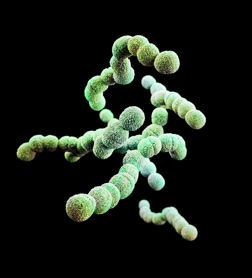 Drug-resistant Streptococcus Bacteria Photograph by Cdc/ Melissa Brower