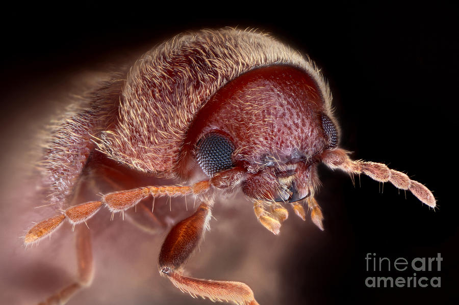 Animal Photograph - Drugstore Beetle by Matthias Lenke
