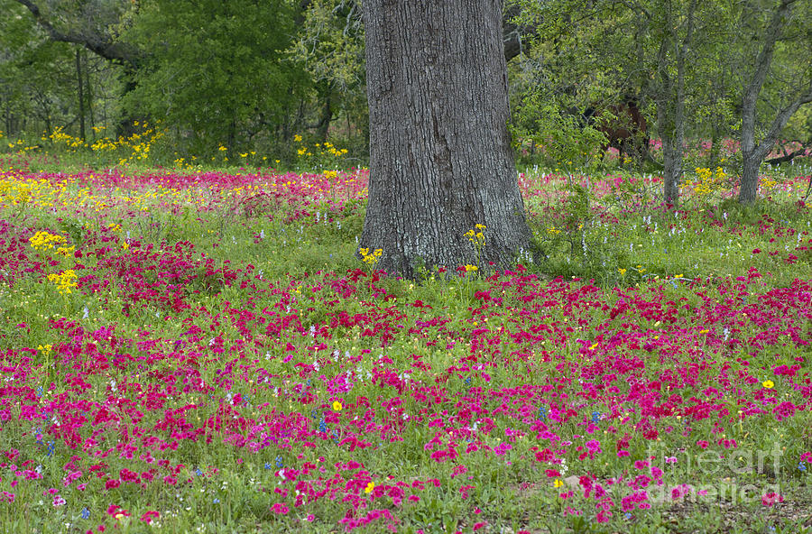 Drummonds Phlox and Crown Tickweed Central Texas Photograph by Dave Welling