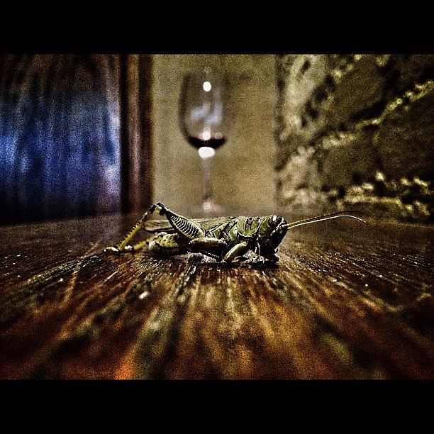 Drunk Grasshopper! By Blue Door Photograph by Alberto Lama