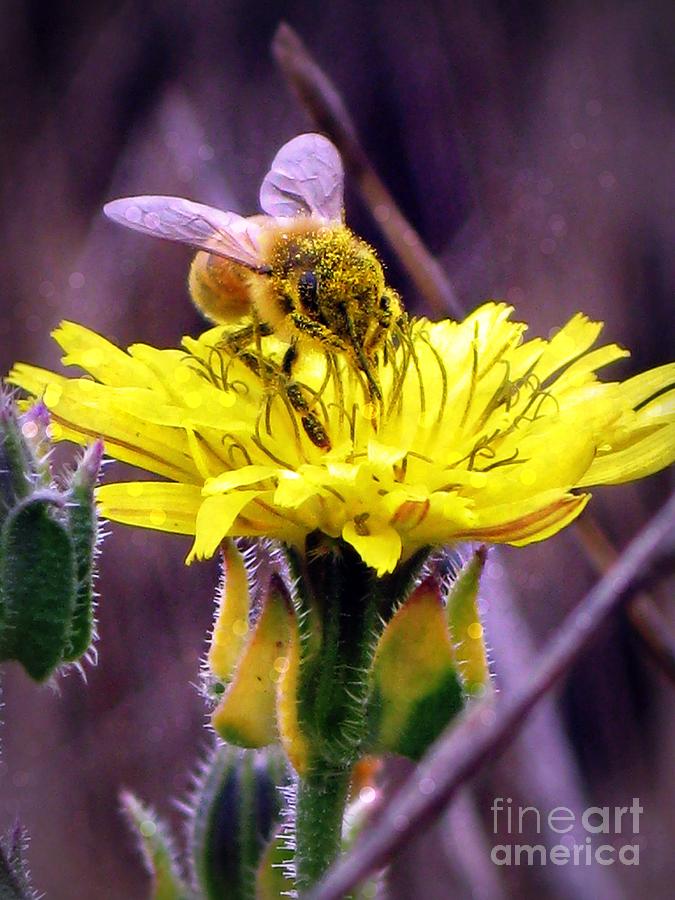 Drunk on Pollen Photograph by Leslie Hunziker Fine Art America