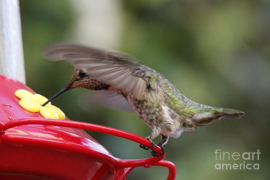 Hummingbird Photograph - Drunken Hummingbird by DJ Laughlin